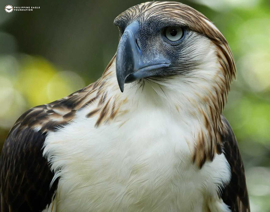 PAL renews commitment to protect the Philippine Eagle - iOrbit News Online