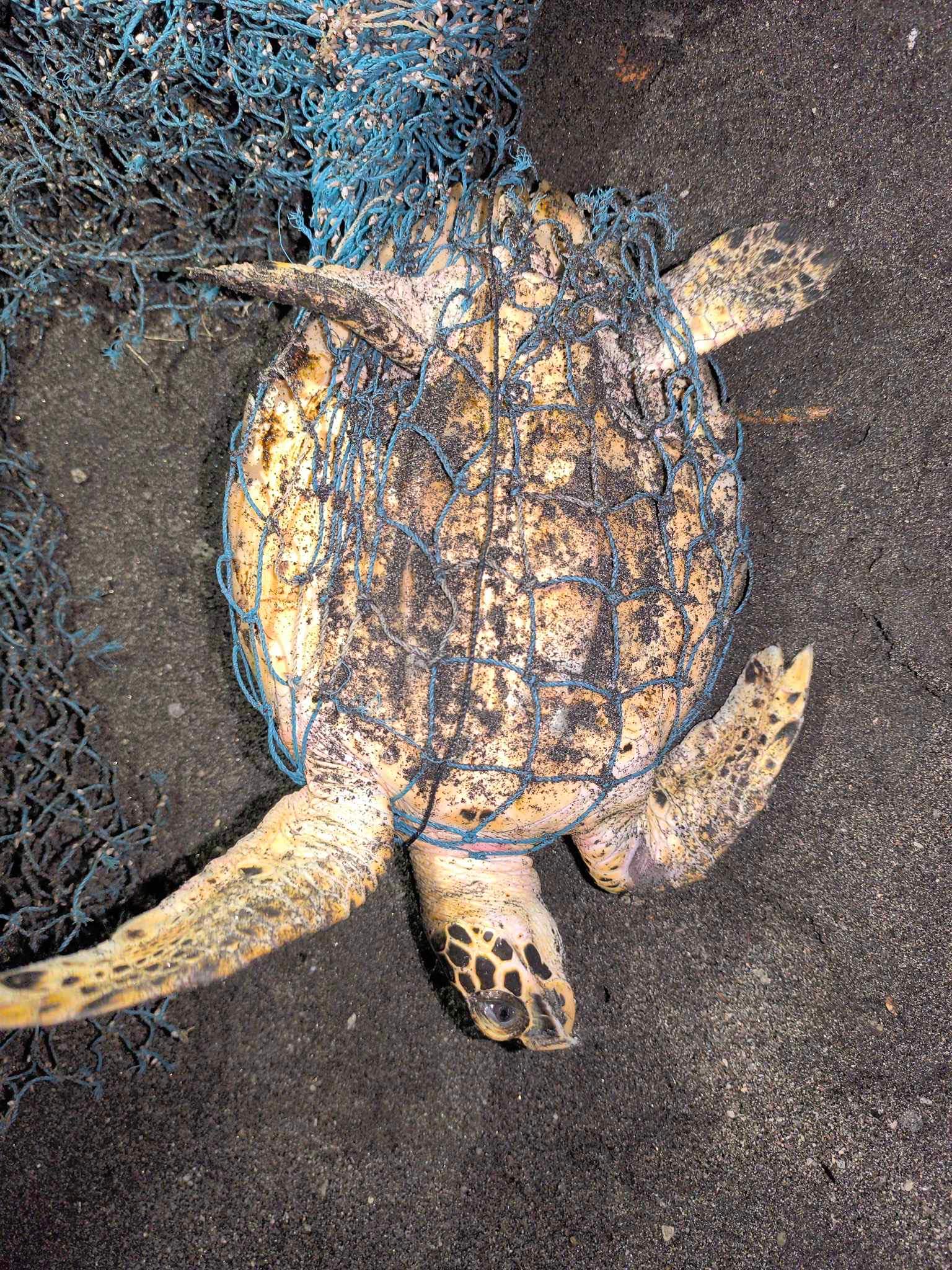 Rescued endangered hawksbill sea turtle released in Morong, Bataan ...